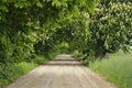 Blooming chestnut trees along the gravel road. Early spring,