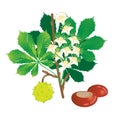 Blooming chestnut vector illustration, isolated group of objects with chestnut, leaves, brunch and flowers. Botanic closeup design