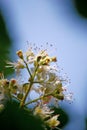 Blooming chestnuts in Kyiv