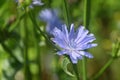 Blooming chicory Royalty Free Stock Photo