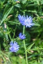 Blooming chicory Royalty Free Stock Photo