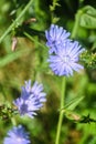Blooming chicory Royalty Free Stock Photo