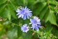 Blooming chicory Royalty Free Stock Photo
