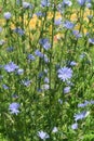 Blooming chicory Royalty Free Stock Photo
