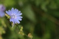 Blooming chicory field plant