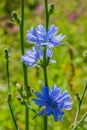 Blooming chicory grows in a meadow of beautiful wildflowers. It is used as a curative delicious coffee drink. Background Royalty Free Stock Photo