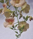 Blooming Chinese Trumpet Vine Plant