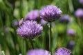 Blooming chive onion purple violet flowers, sunny day, close up photo Royalty Free Stock Photo