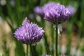 Blooming chive onion purple violet flowers, sunny day, close up photo, bokeh Royalty Free Stock Photo