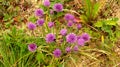 Blooming chive in spring in Germany