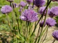 Blooming chive in spring in Germany Royalty Free Stock Photo