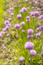 Blooming chives flowers, Violet flowers, Natural vegetables, vertical photo Royalty Free Stock Photo