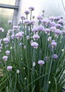 Blooming chives onions Royalty Free Stock Photo
