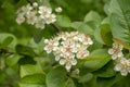 Blooming chokeberry bush. White flowers close-up. Macro