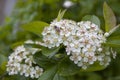 Blooming chokeberry in June, bee on a flower