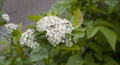 White flowers on a tree