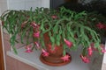 Blooming Christmas Cactus with Pink Flowers on Windowsill Royalty Free Stock Photo