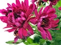 Blooming chrysanthemum Royalty Free Stock Photo