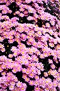 Blooming chrysanthemum background