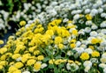 Daisy fields harvested in Taiwan