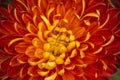 Blooming chrysanthemum petals