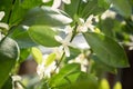 Blooming citrus calamondin tree with fragrant flowers closeup