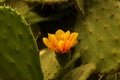 Blooming claret cup cactus blossoms