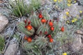 Blooming claret cup cactus blossoms in Texas, USA. Echinocereus Triglochidiatus var. Gurneyi Royalty Free Stock Photo