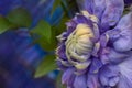 Blooming clematis `Blue Light` close up macro