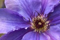 Blooming clematis `General Sikorski` flower close-up