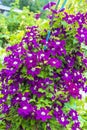 Blooming Clematis in vertical gardening garden