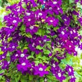 Blooming Clematis in vertical gardening garden