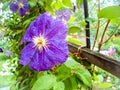 Blooming Clematis in a vertical planting garden. Numerous lilac flowers of Clematis