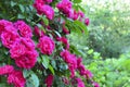 Blooming climbing roses in the summer garden.Decorative flowers or gardening concept. Royalty Free Stock Photo
