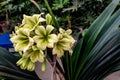 Blooming clivia flower