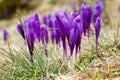 Purple Crocus flowers on spring morning mountain Royalty Free Stock Photo