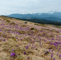 Purple Crocus flowers on spring morning mountain Royalty Free Stock Photo