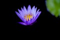 A blooming bright blue purple water lily in the pool Royalty Free Stock Photo