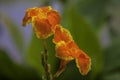 A blooming closeup orange canna lily flower