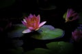 A mysterious of red water lily in middle