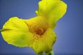A blooming closeup yellow canna lily flower Royalty Free Stock Photo