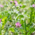 Blooming clover on a green meadow on a sunny day. Grass and flowers in the field in the summer. Nature blurred background. Royalty Free Stock Photo