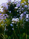 blooming clover among the herbs