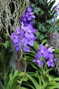 Multiple Purple Vanda Coerulea Orchids Blooming in a Garden
