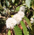 Blooming coffee flowers