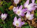 Blooming colchicum autumnale, autumn crocus, in fallen leaves, selective focus