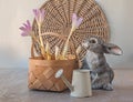 Blooming Colchicum `Giant` in basket and a watering can