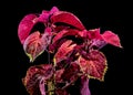 Blooming Coleus Chocolate Covered Cherry on a black background Royalty Free Stock Photo