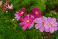 Blooming colorful asters close