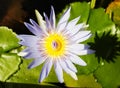 Blooming flowers floating on the water Royalty Free Stock Photo